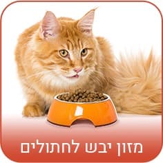 חתולים