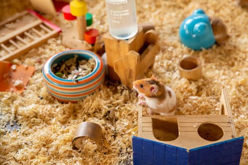 מזון למכרסמים